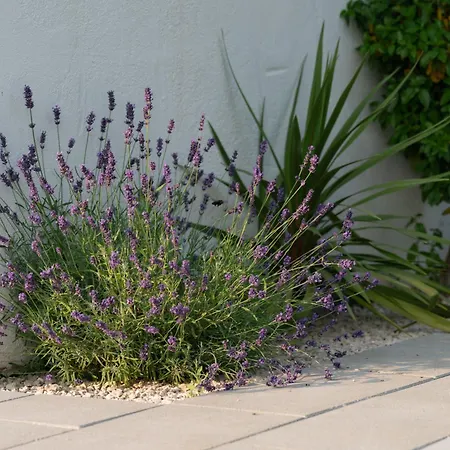 Old Vineyard Estate * Buna